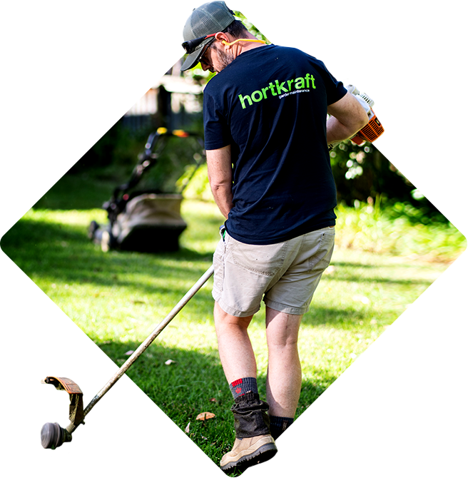 Professional hedge trimming service on the Northern Beaches